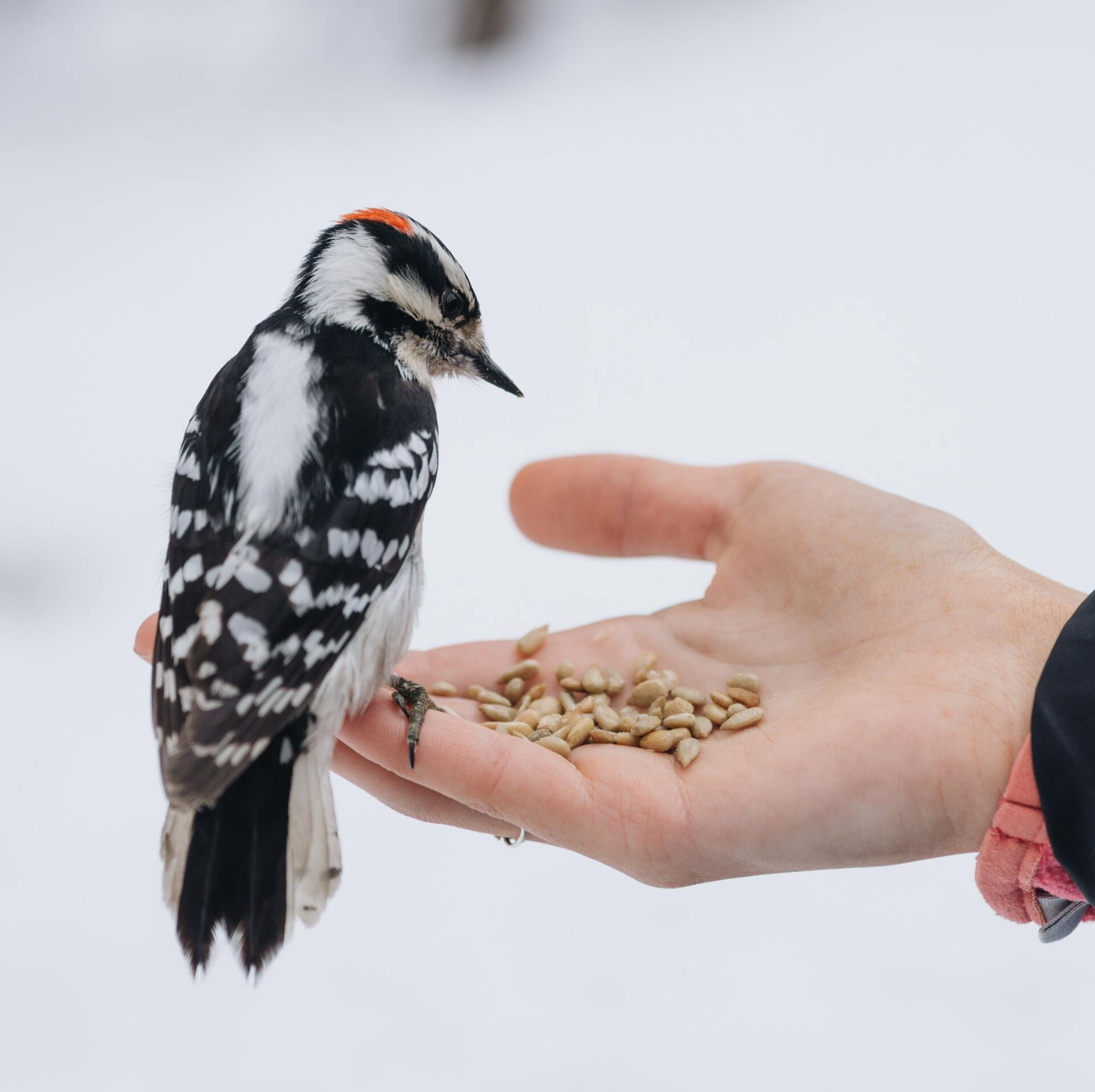 How to Prevent Woodpecker Damage on Wooden Decor