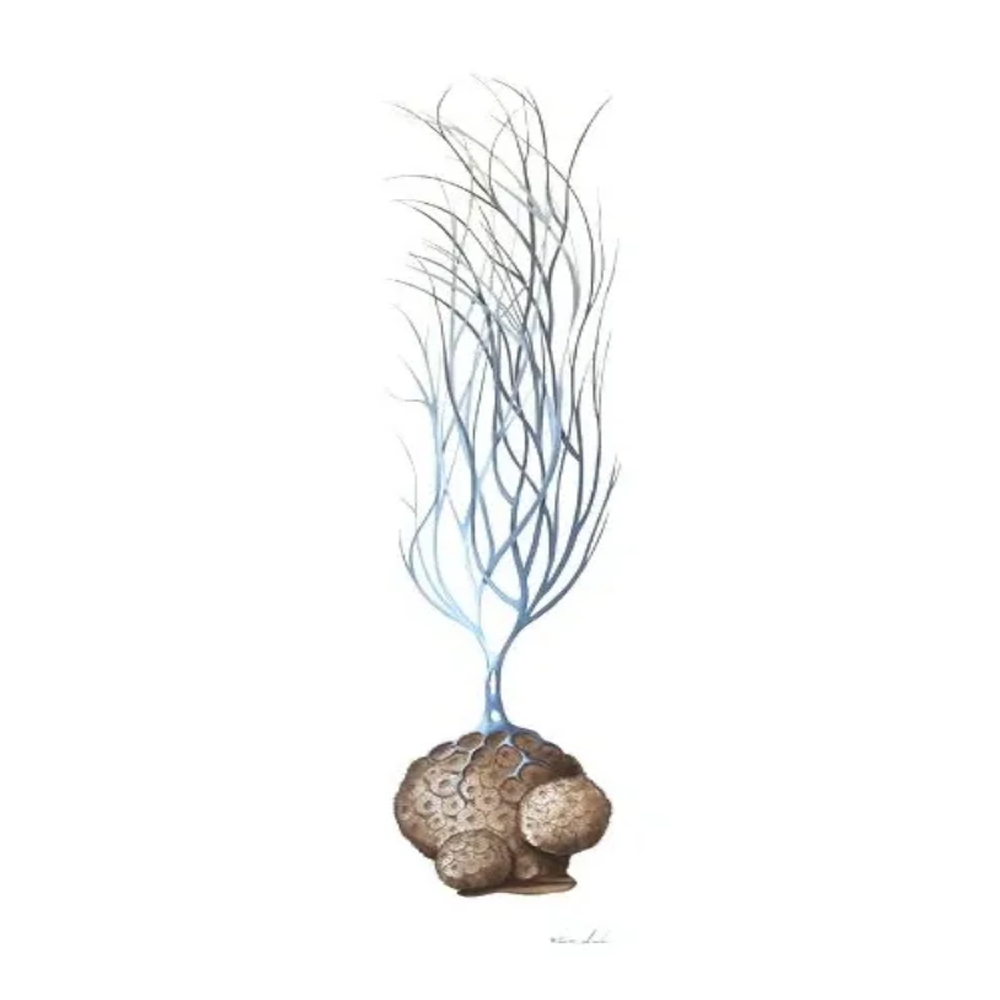 Capri Coral II - Size 20"X60"