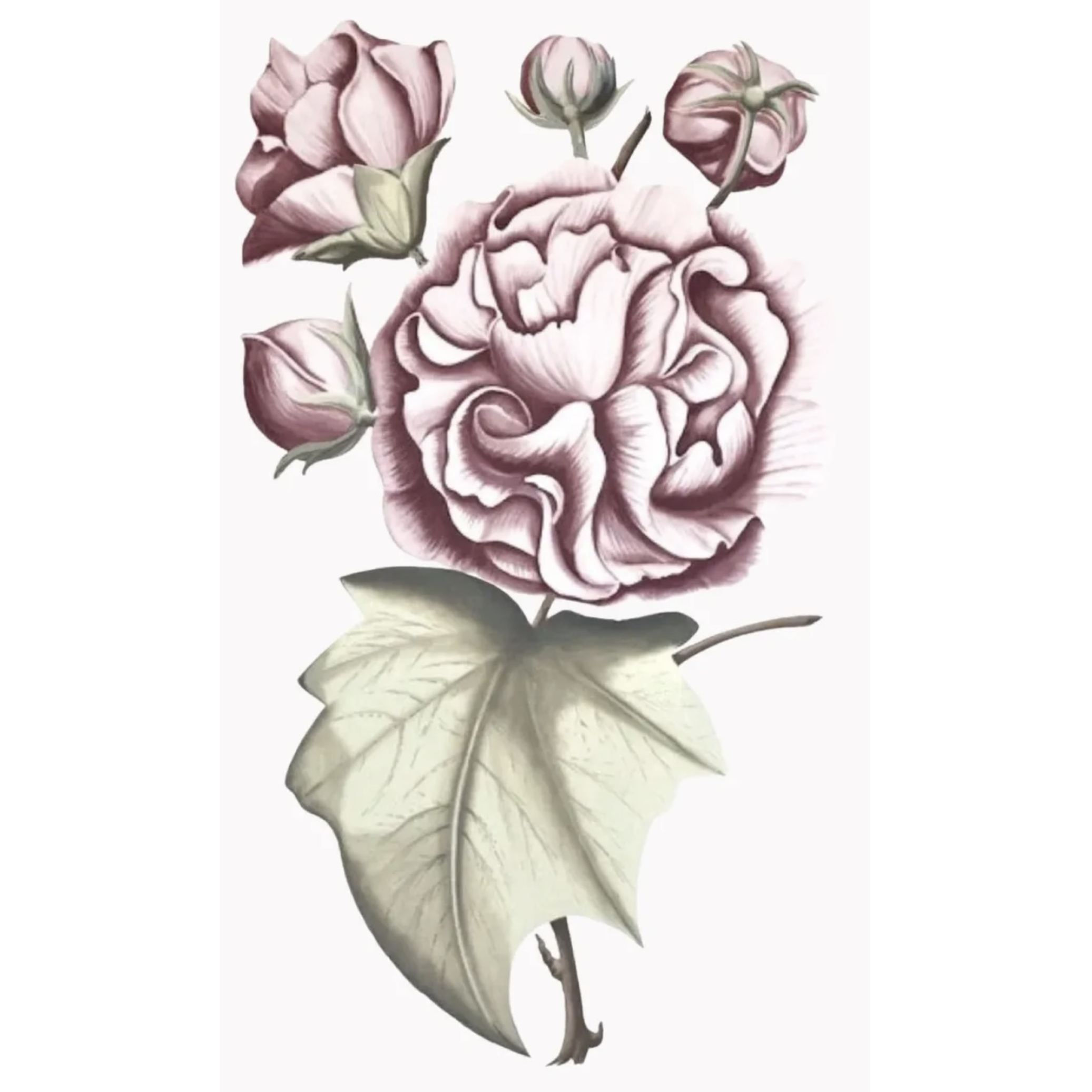 Pink Peony II - Size 36" X 60 "