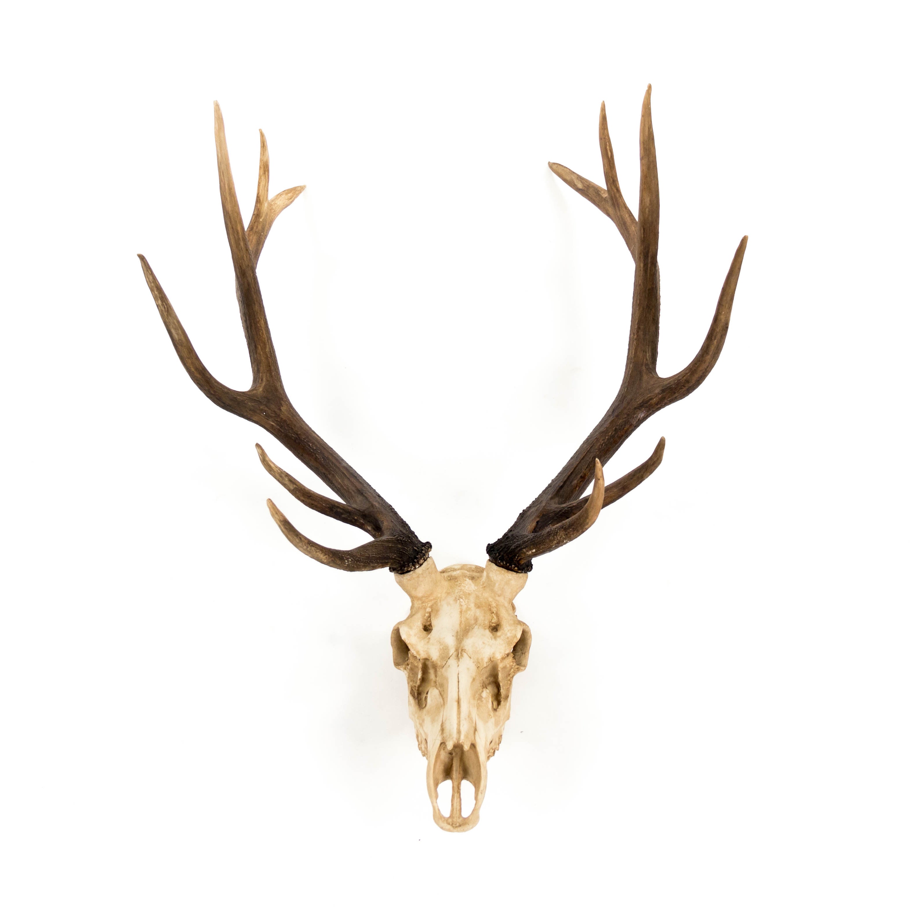 Arden Deer Skull Wall Decor