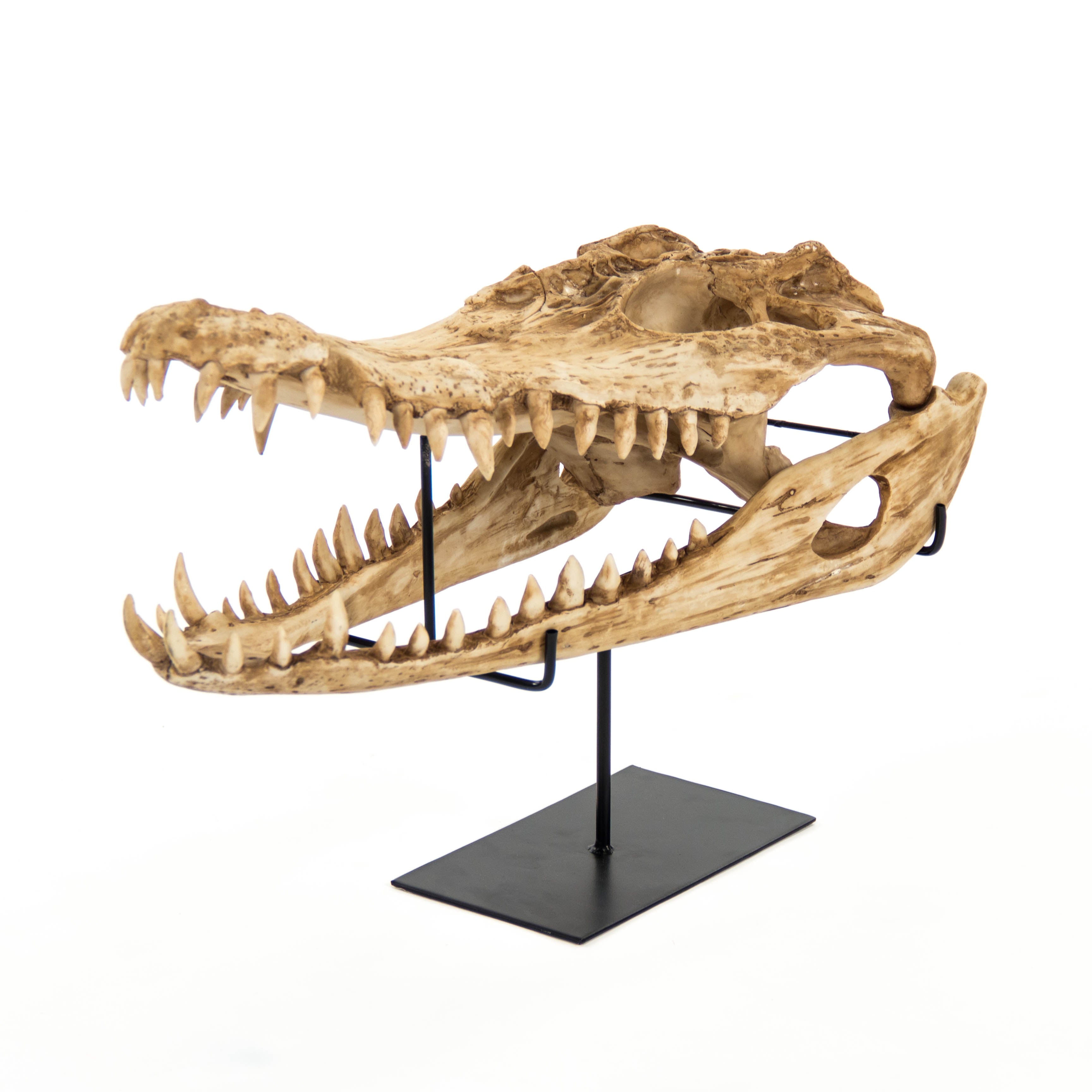 Everglade Alligator Skull Sculpture