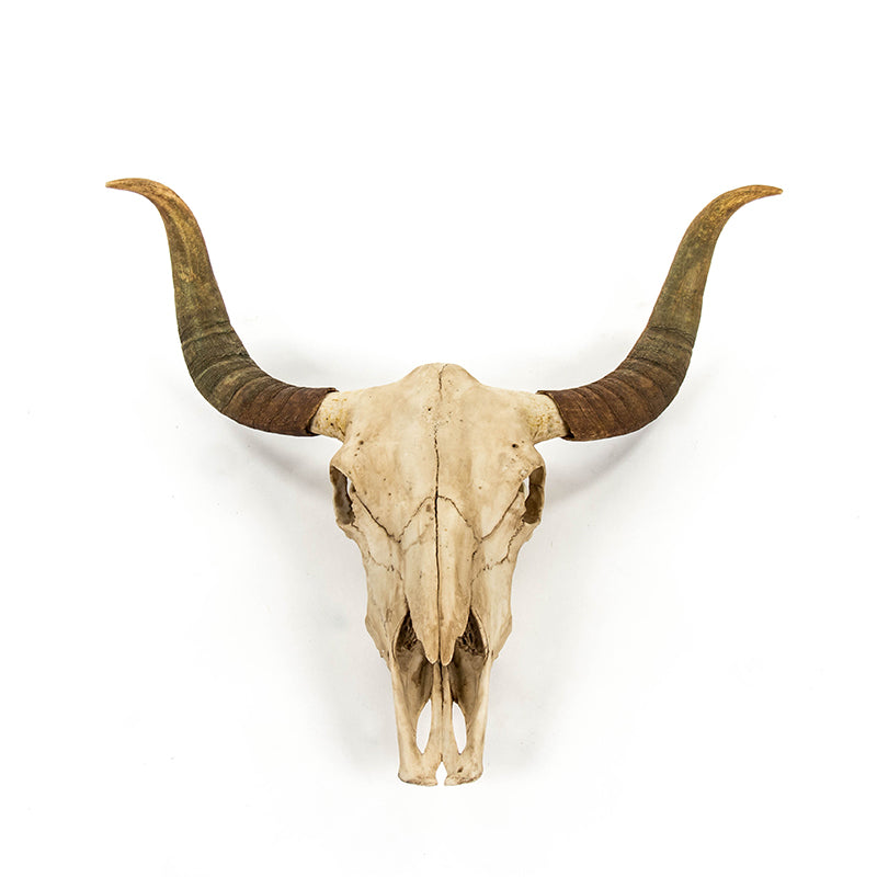 Montclair Bull Skull Wall Decor