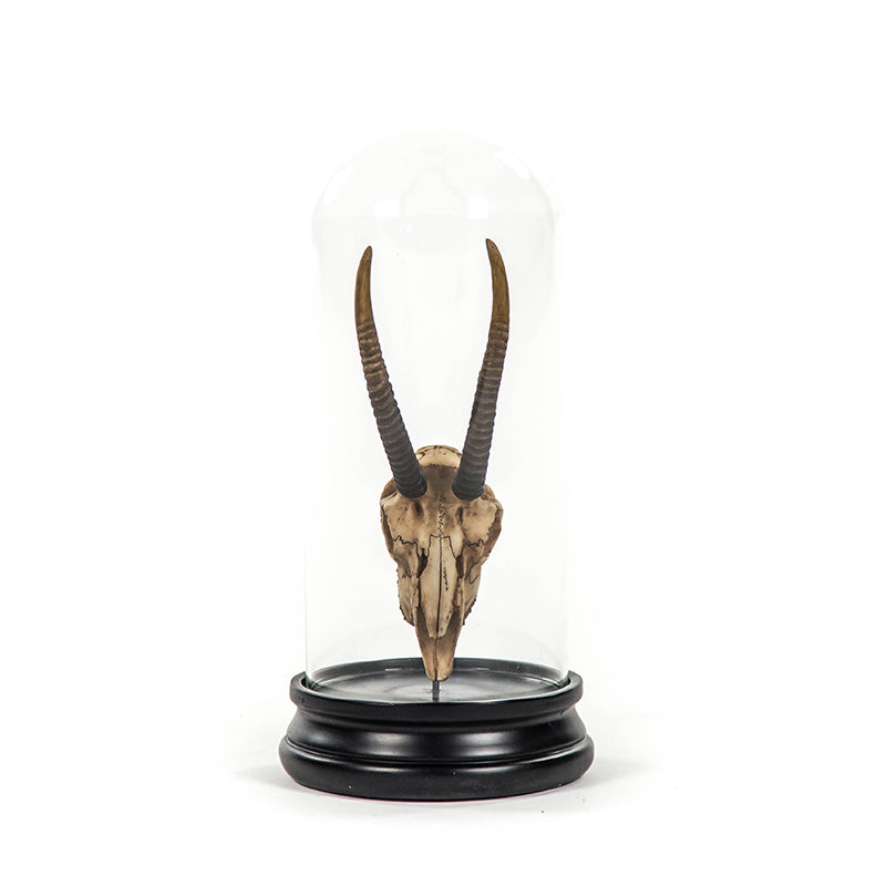 Gazelle Skull w/ Bell Glass