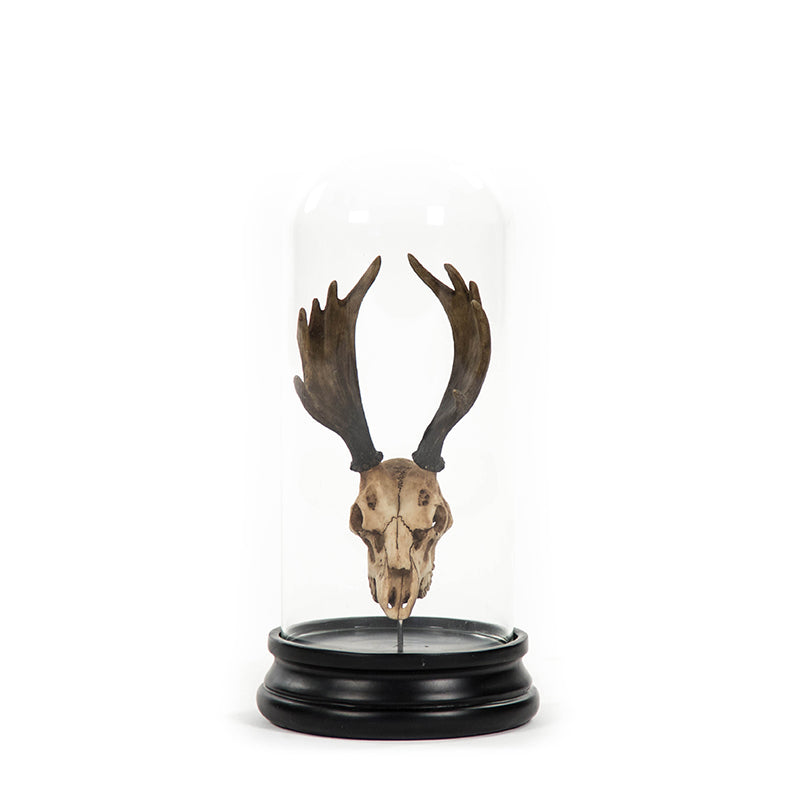 Moose Skull w/ Bell Glass
