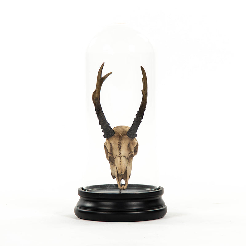 Fawn Skull w/ Bell Glass