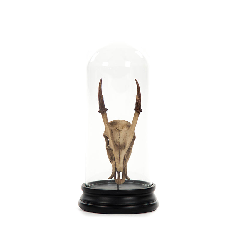 Fawn Skull w/ Bell Glass