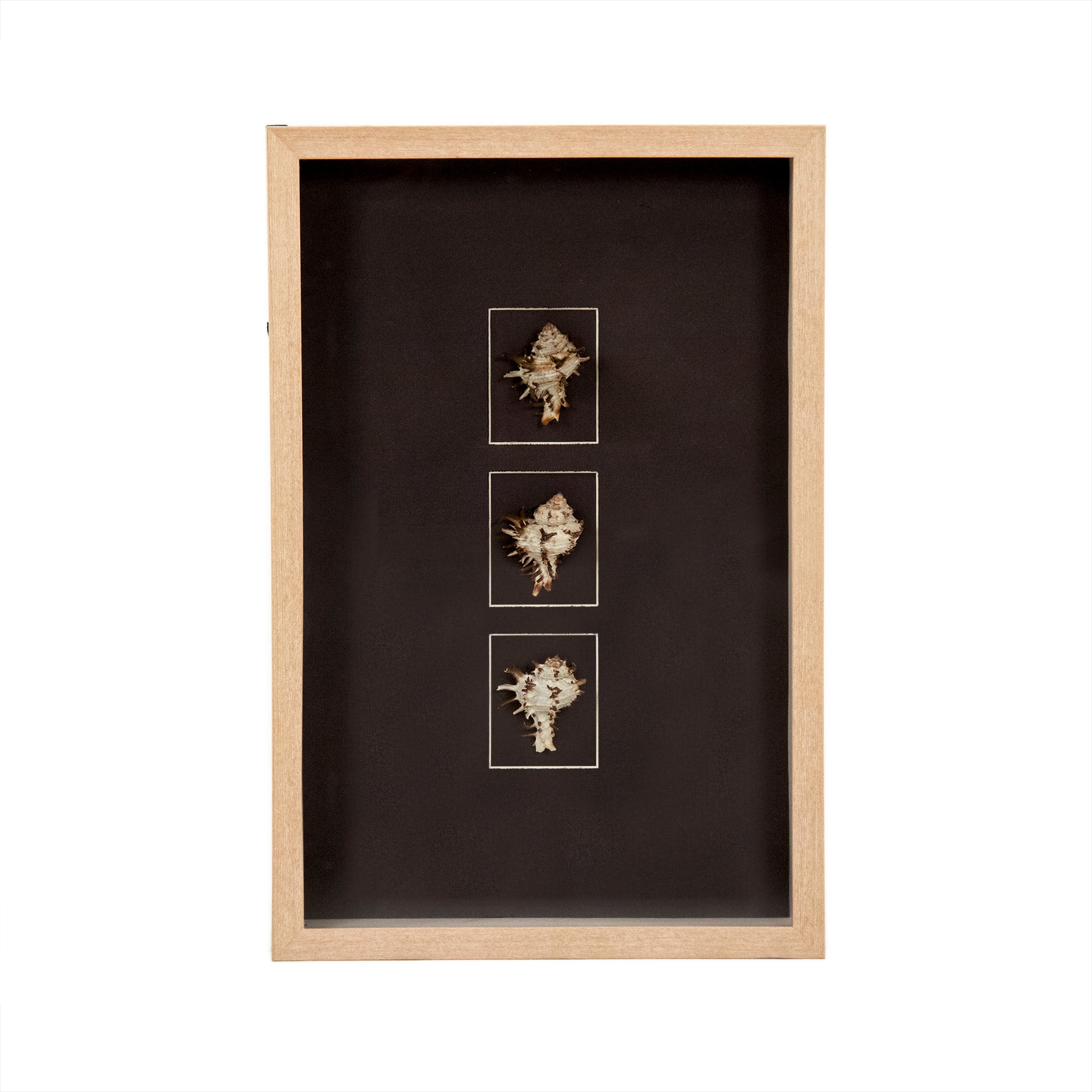 Abstract Shell Wall Art
