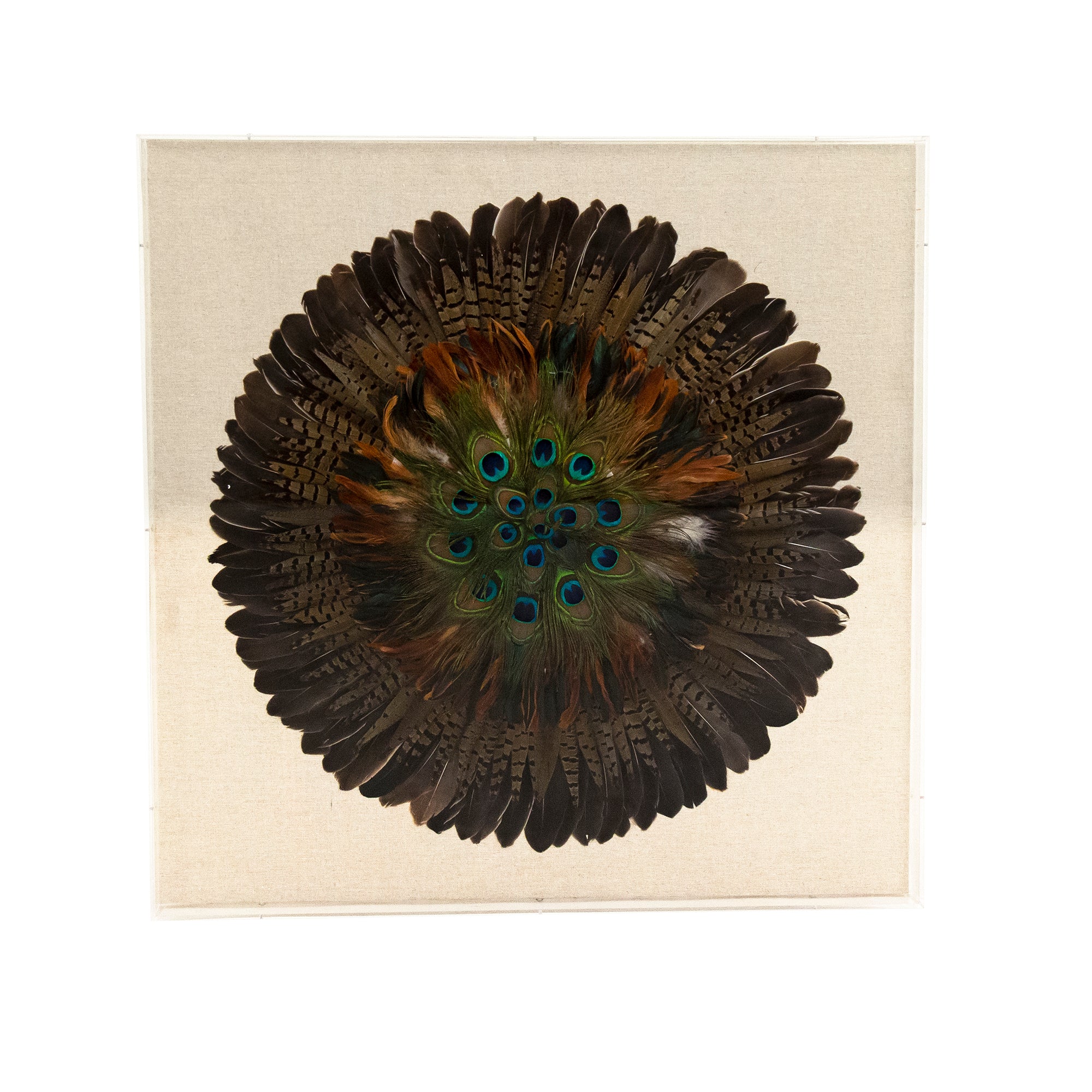 Peacock Feather Art