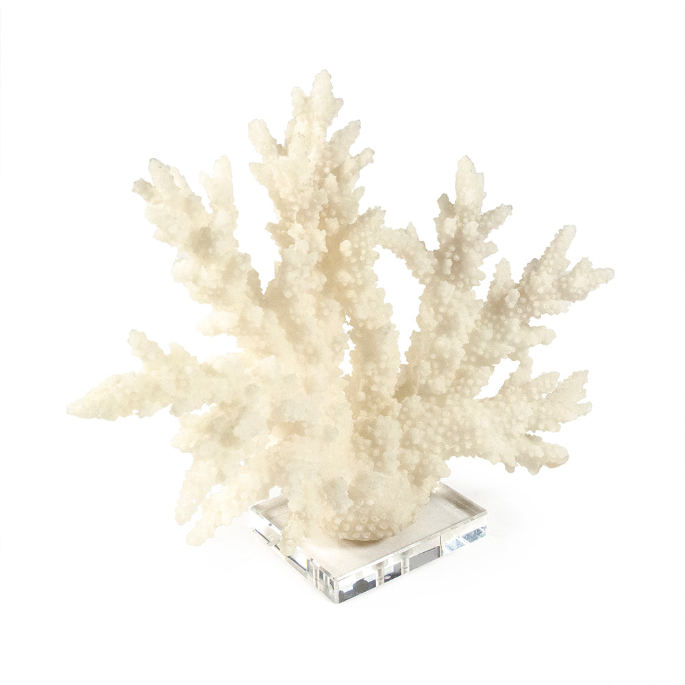 White Coral Sculpture on Clear Acrylic Base